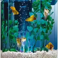 Dream Aquarium